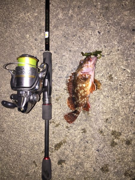 ロックフィッシュ釣行